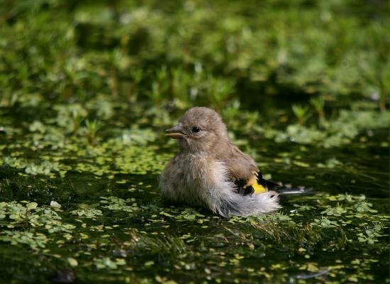 Goldfinch <i>Carduelis carduelis</i>