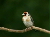 Goldfinch