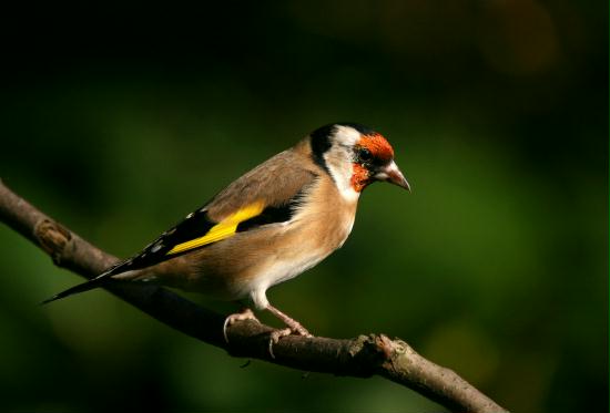 Goldfinch <i>Carduelis carduelis</i>