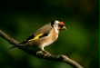 Goldfinch