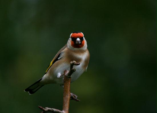 Goldfinch <i>Carduelis carduelis</i>