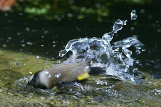 Goldfinch <i>Carduelis carduelis</i>