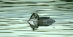 Great Crested Grebe