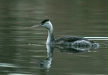 Great Crested Grebe