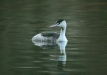 Great Crested Grebe