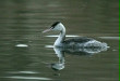 Great Crested Grebe