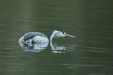 Great Crested Grebe