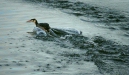 Great Crested Grebe