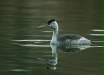 Great Crested Grebe