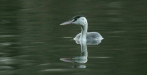 Great Crested Grebe