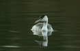 Great Crested Grebe