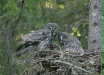 Great Grey Owl
