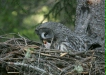 Great Grey Owl