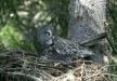 Great Grey Owl