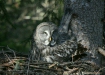 Great Grey Owl