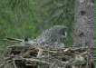 Great Grey Owl