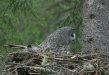 Great Grey Owl