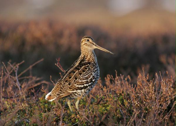 Great Snipe <i>Gallinago media</i>
