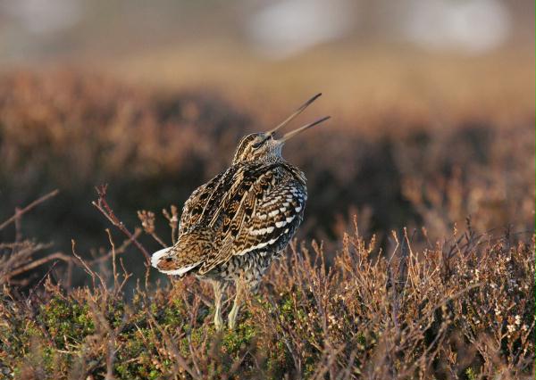 Great Snipe <i>Gallinago media</i>