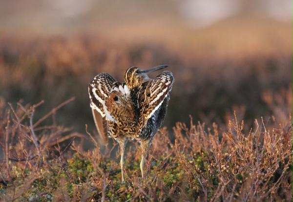 Great Snipe <i>Gallinago media</i>