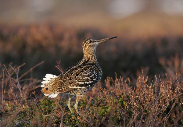 Great Snipe <i>Gallinago media</i>