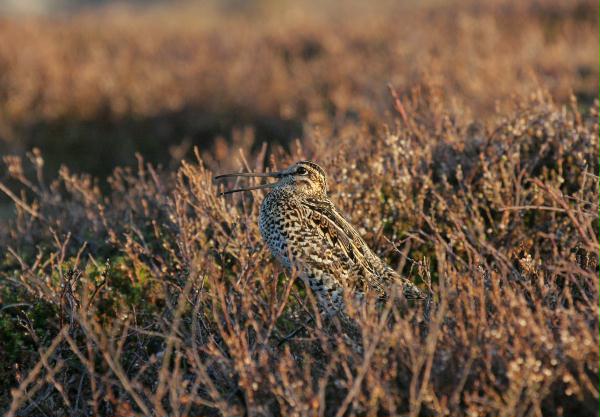 Great Snipe <i>Gallinago media</i>