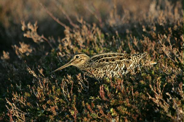 Great Snipe <i>Gallinago media</i>