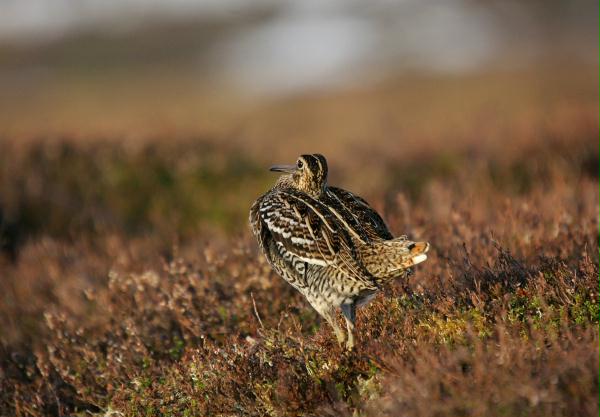 Great Snipe <i>Gallinago media</i>