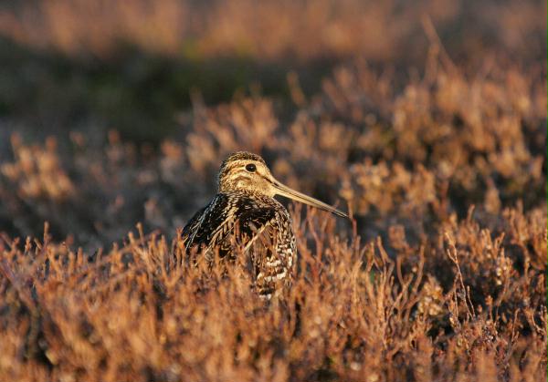 Great Snipe <i>Gallinago media</i>