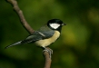 Great Tit