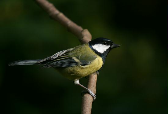 Great Tit <i>Parus major</i>