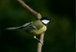 Great Tit