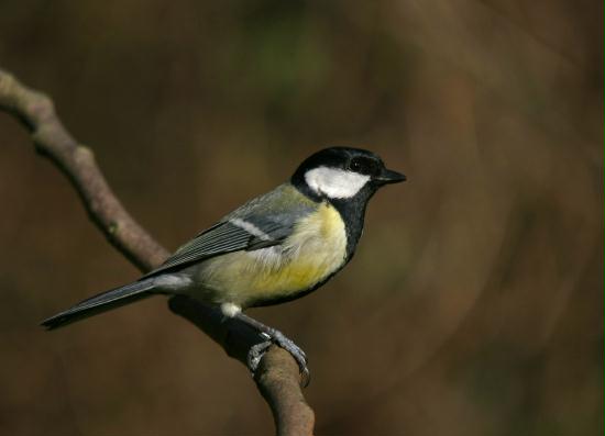 Great Tit <i>Parus major</i>