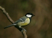 Great Tit