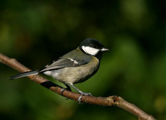 Great Tit <i>Parus major</i>