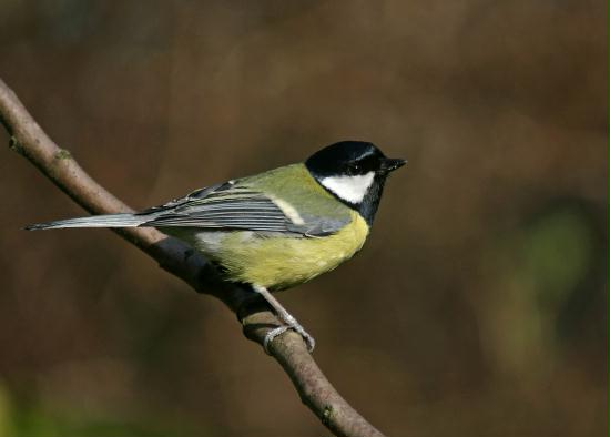 Great Tit <i>Parus major</i>
