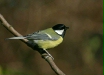 Great Tit