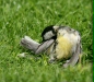 Great Tit