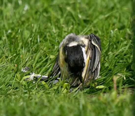 Great Tit <i>Parus major</i>