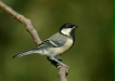 Great Tit