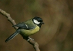 Great Tit