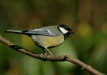 Great Tit