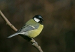 Great Tit