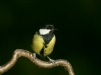 Great Tit