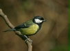 Great Tit