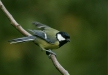 Great Tit