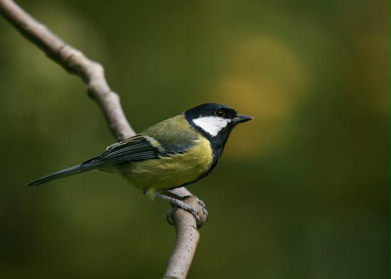 Great Tit <i>Parus major</i>