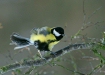 Great Tit