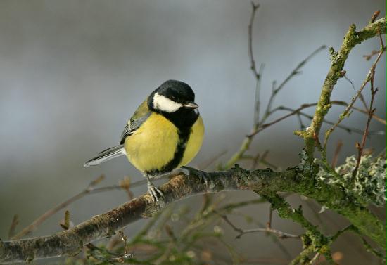 Great Tit <i>Parus major</i>