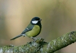 Great Tit